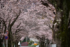 桜満開➁