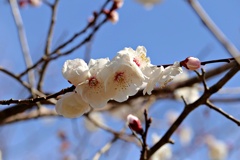 春の兆し近づく：桜梅(さくらばい)