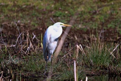 動物園の野鳥：ダイサギ