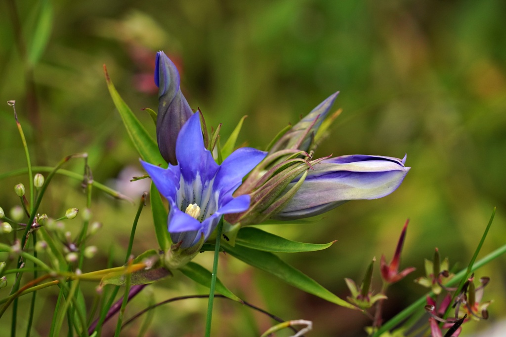 湿原の花9月：リンドウ