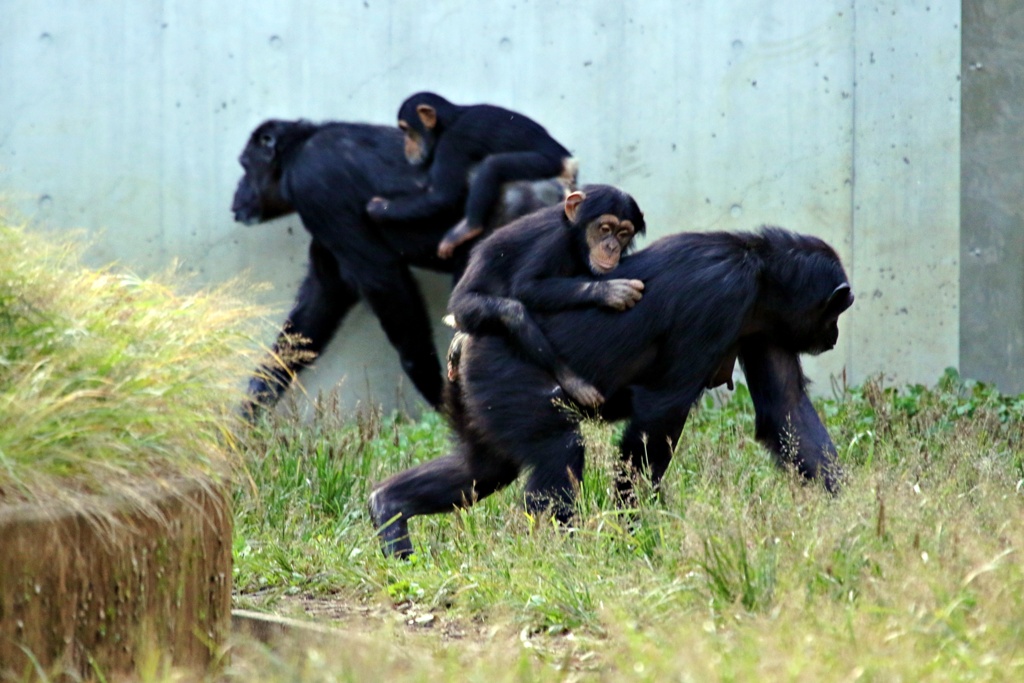 おんぶがトレンド