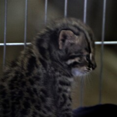 ツシマヤマネコの赤ちゃん誕生③