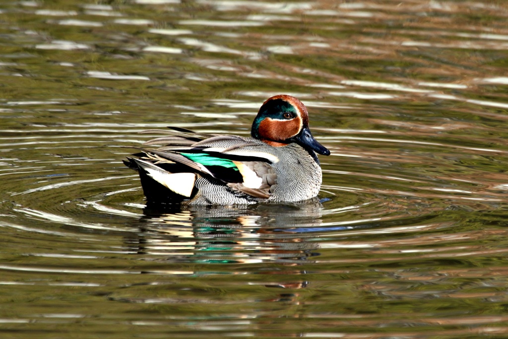 城のお堀の水鳥達：コガモ♂