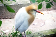 アマサギ