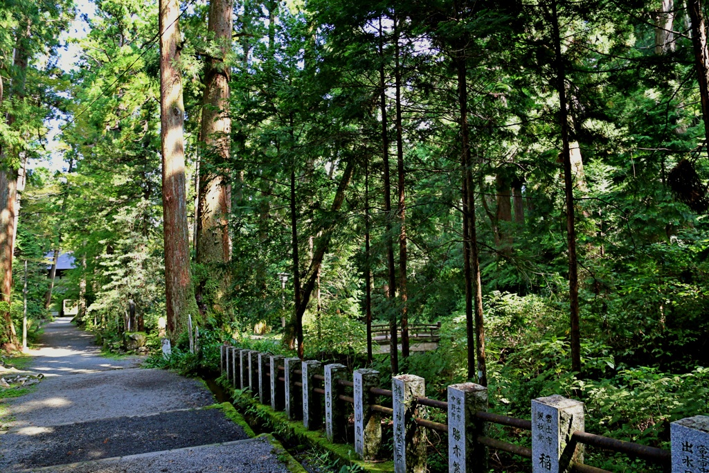 箱根山麓深森散歩