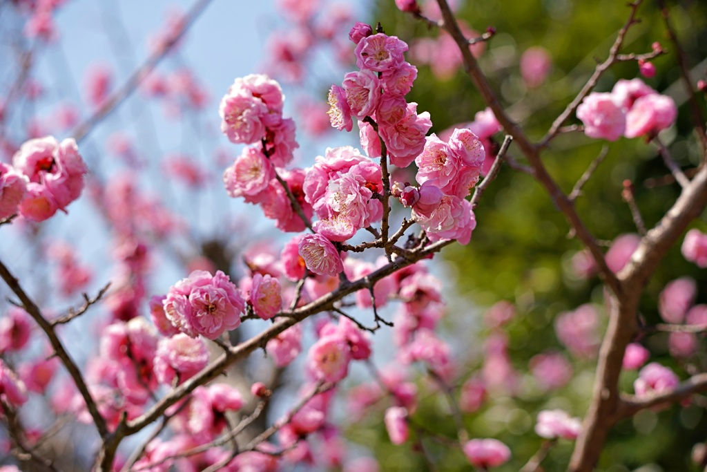 梅花盛り：楊貴妃