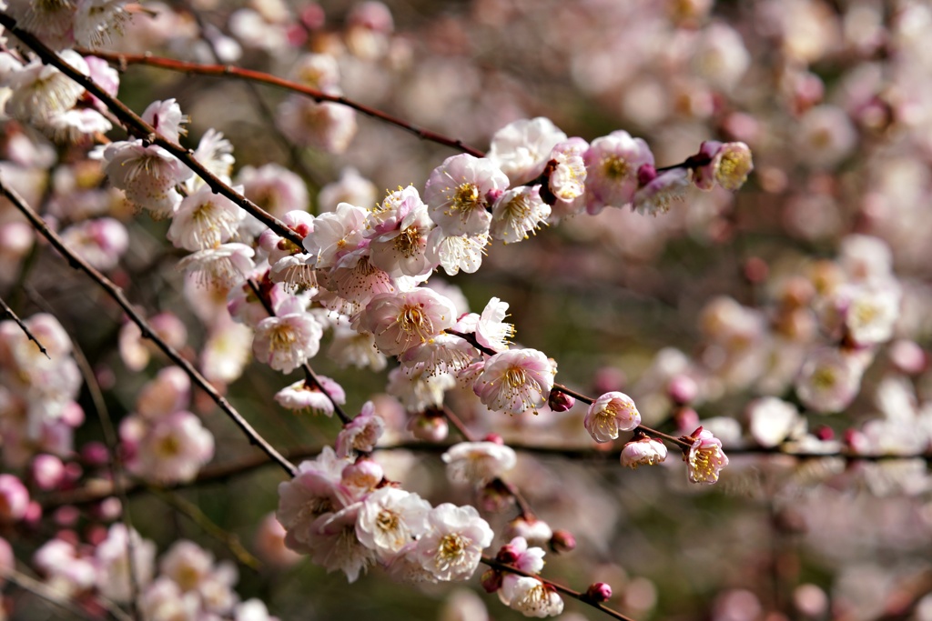 2月半ばの梅：東の都