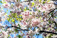 さくら・サクラ・桜：サクラヤエベニオオシマ