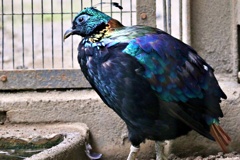 メタリックカラーな鳥