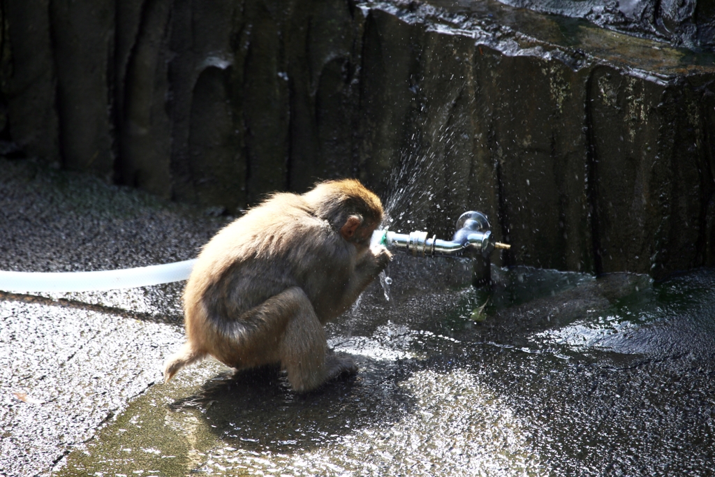 小猿の行動は人間と同じ