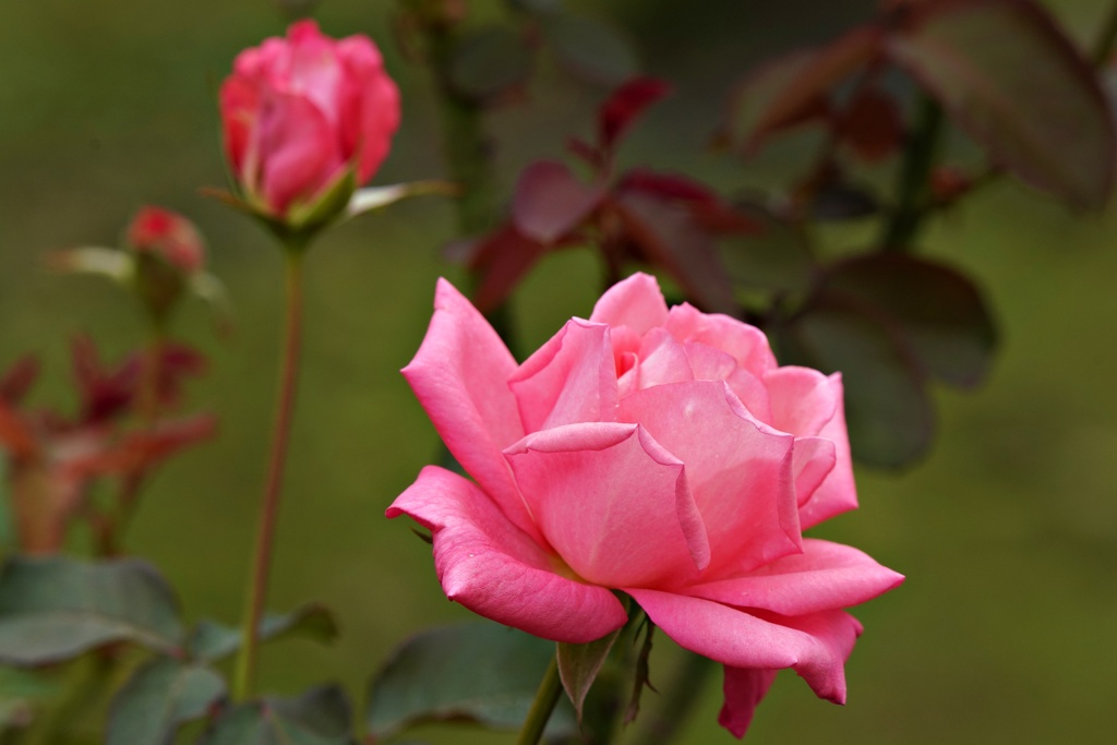 10月のバラ：芳純