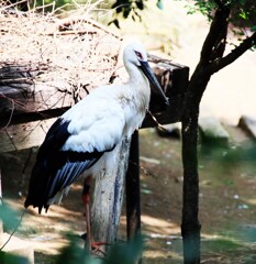 二ホンコウノトリ