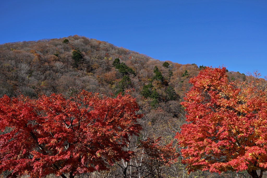 紅色の双樹