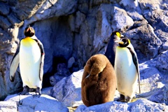 (ーー;)：オウサマペンギン(キングペンギン)とそのヒナ