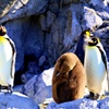(ーー;)：オウサマペンギン(キングペンギン)とそのヒナ