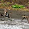 水鳥の飛翔①