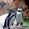 ヽ(^o^)丿：フンボルトペンギン