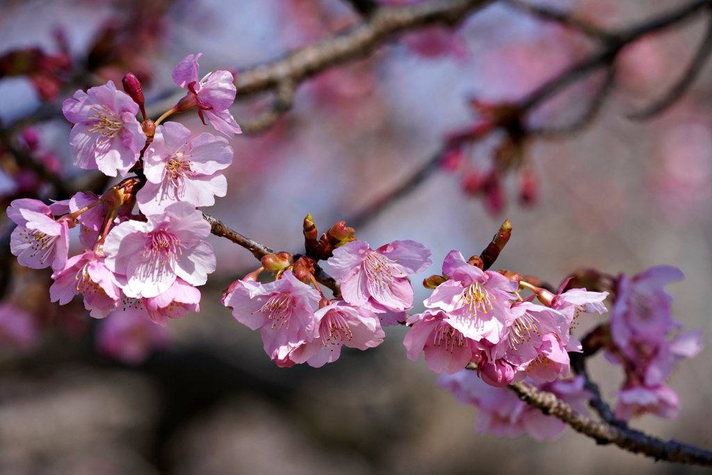 徐々に開花