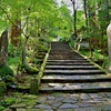 箱根山麓深森散歩