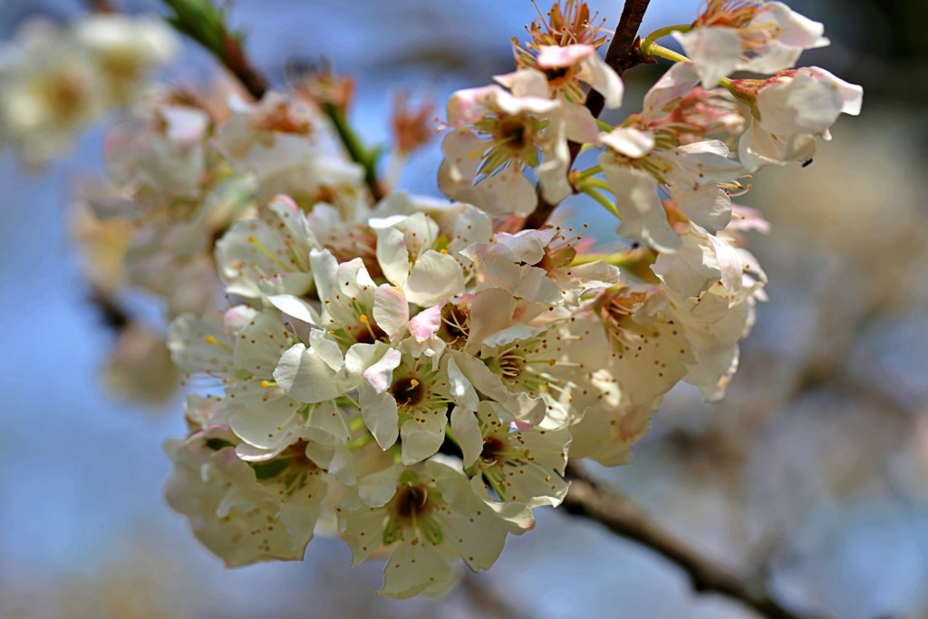 李の花