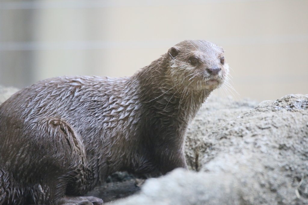 コツメカワウソ