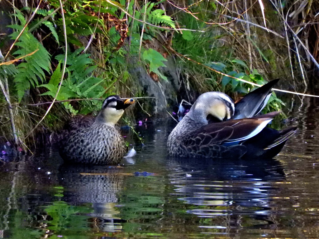城のお堀の水鳥達：カルガモ