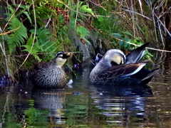 城のお堀の水鳥達：カルガモ