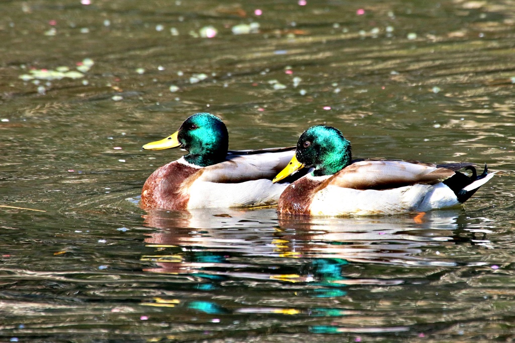 城のお堀の水鳥達：マガモ♂