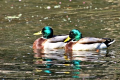 城のお堀の水鳥達：マガモ♂
