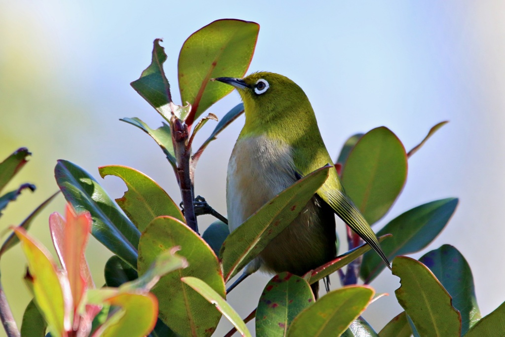 ペンギンの真似してみた
