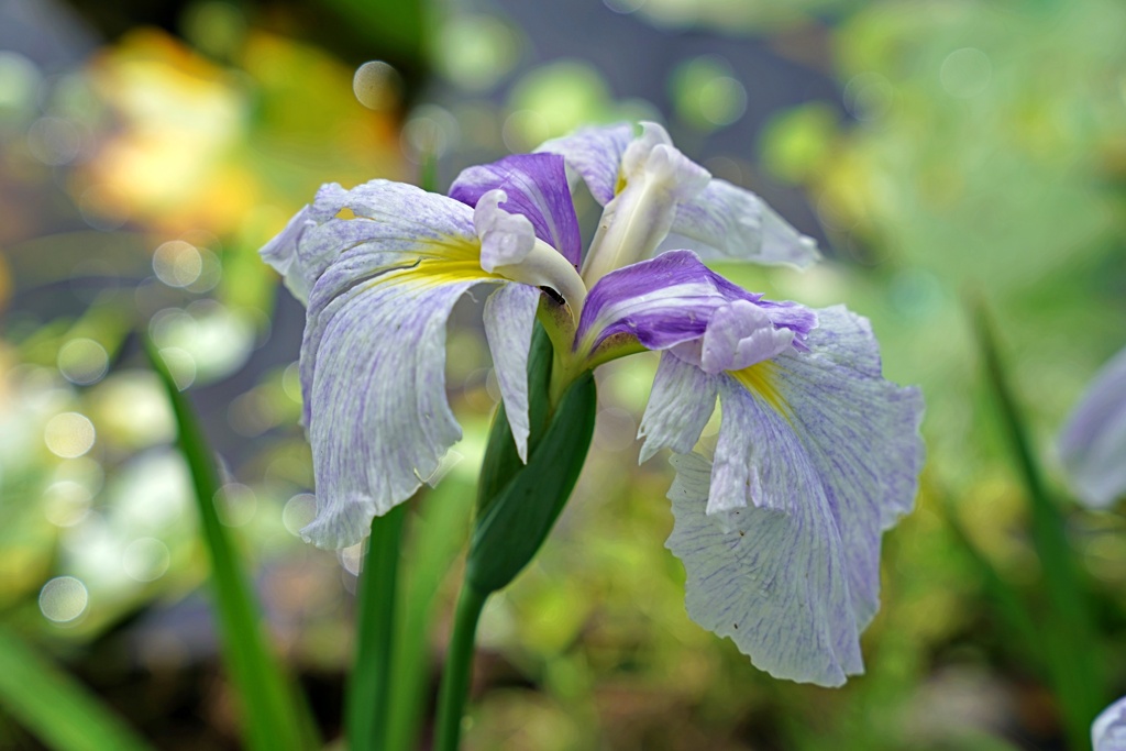 花菖蒲①