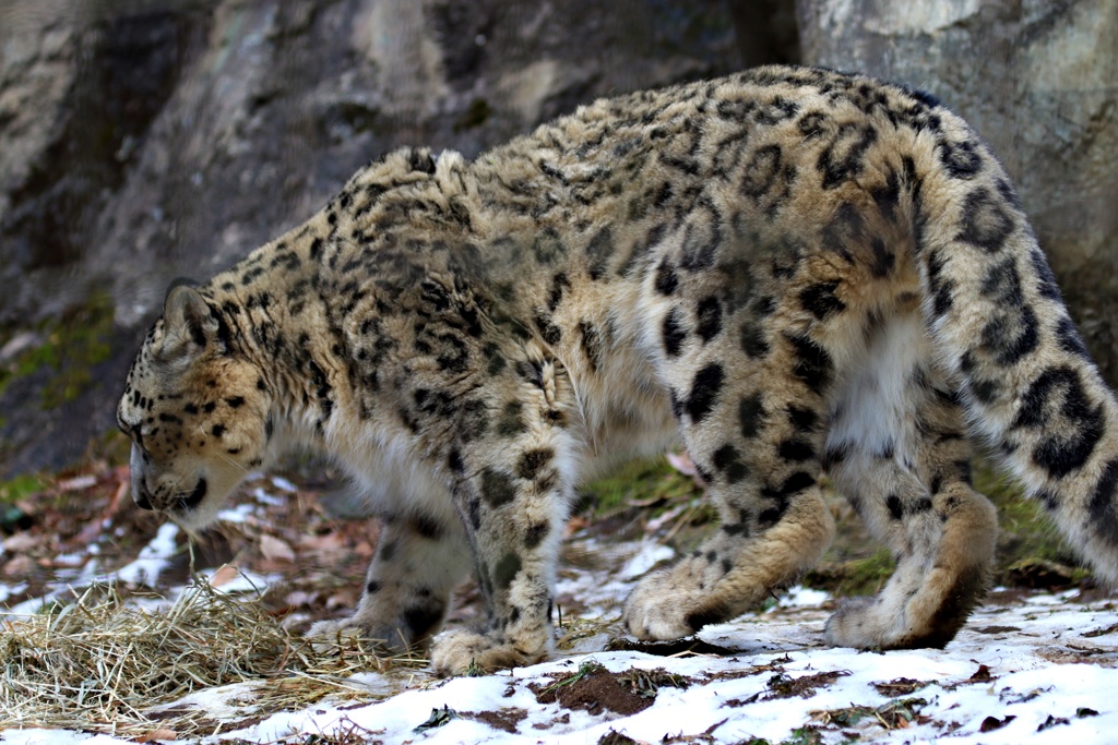 残雪ヒョウ