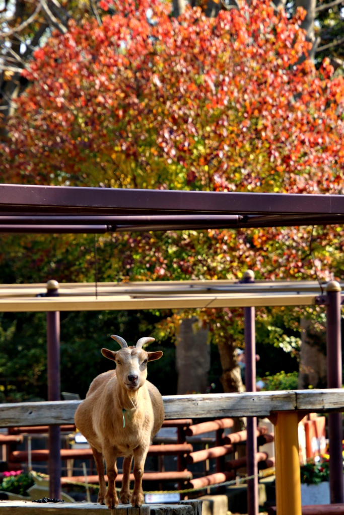 紅葉動物園：ヤギ