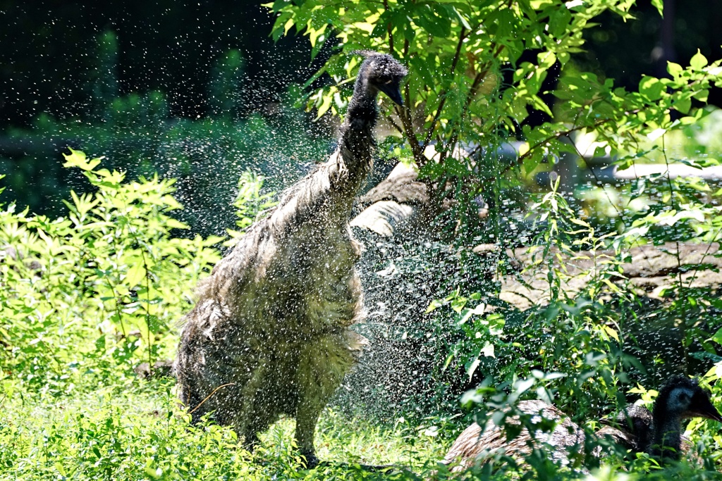 エミューの水浴び