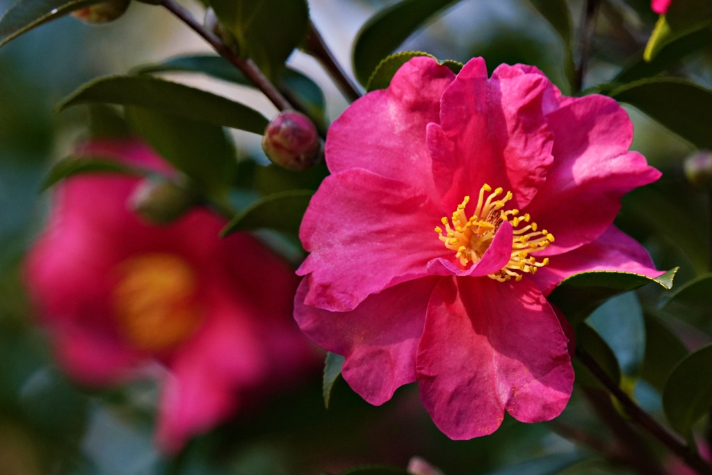山茶花