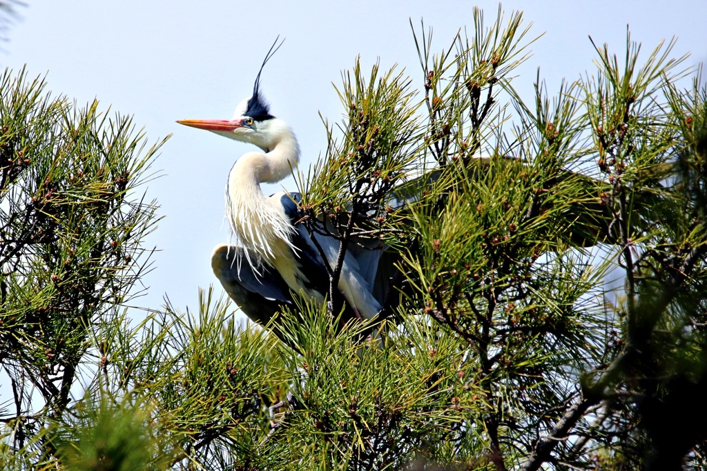 アオサギの巣の上で③