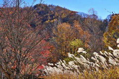山間の秋の彩り