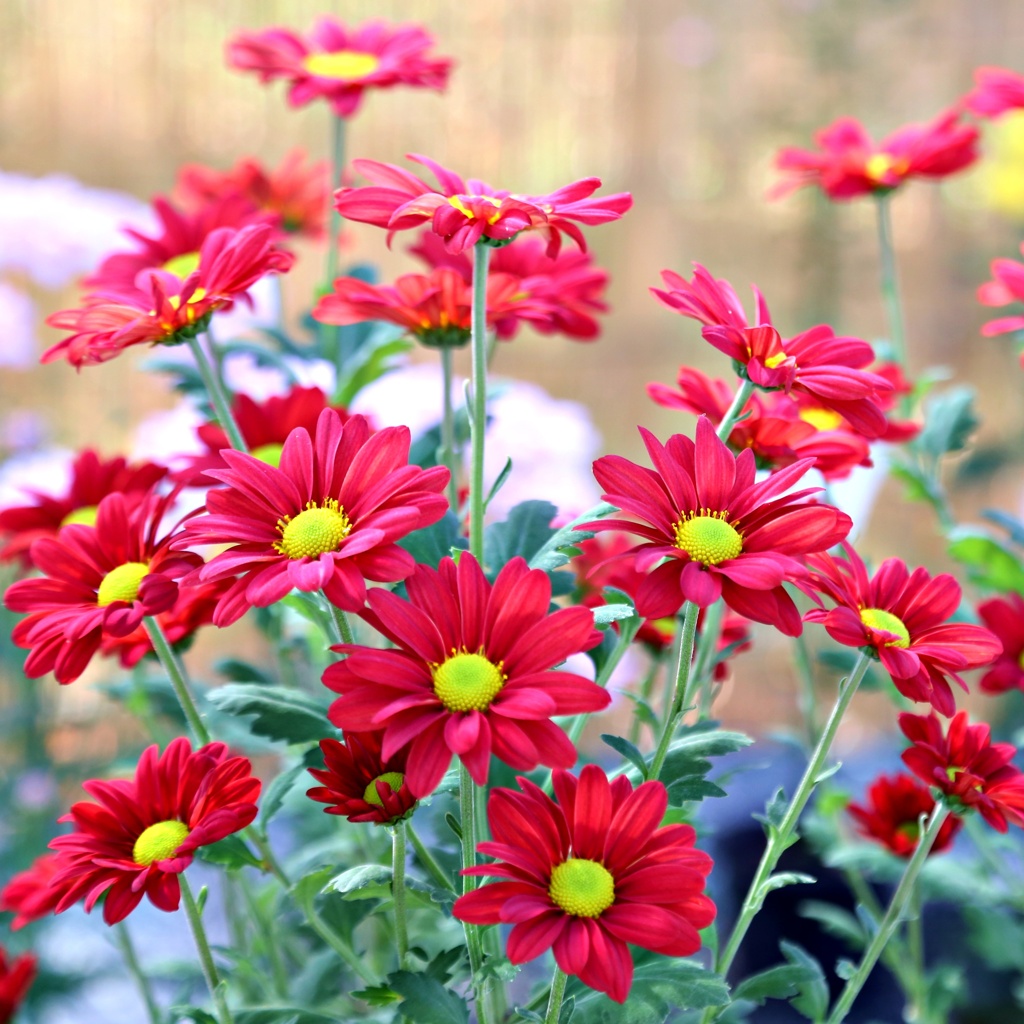 スプレー菊：島っ娘