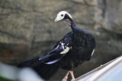 アオノドナキシャクケイ