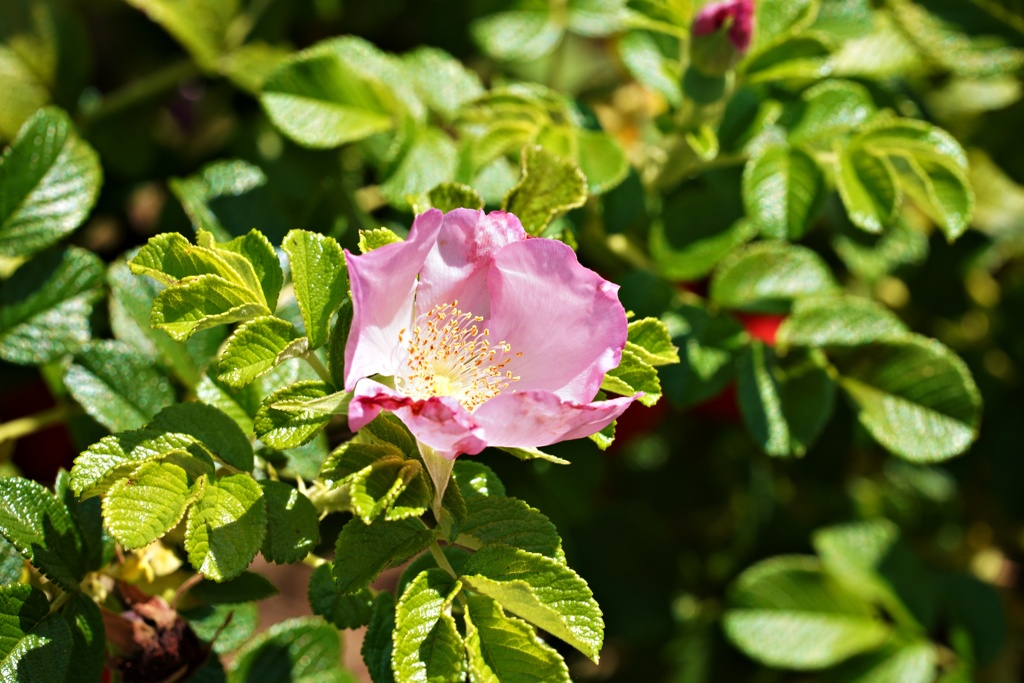 浜茄子の花