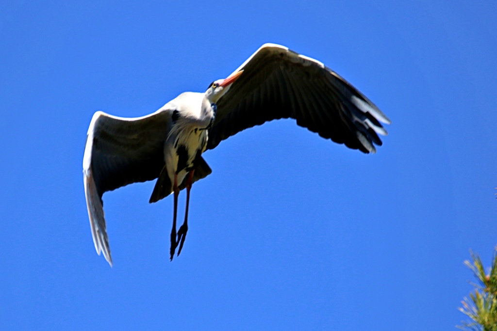 アオサギの巣の上で④
