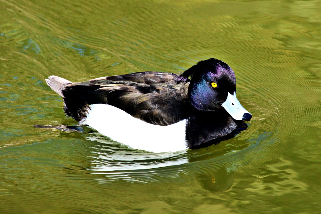 城のお堀の水鳥達：キンクロハジロ♂
