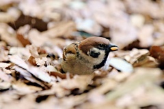 動物園の野鳥：スズメ