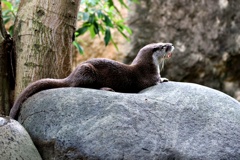 太陽にほえろ！シリーズ　カワウソ刑事（デカ）