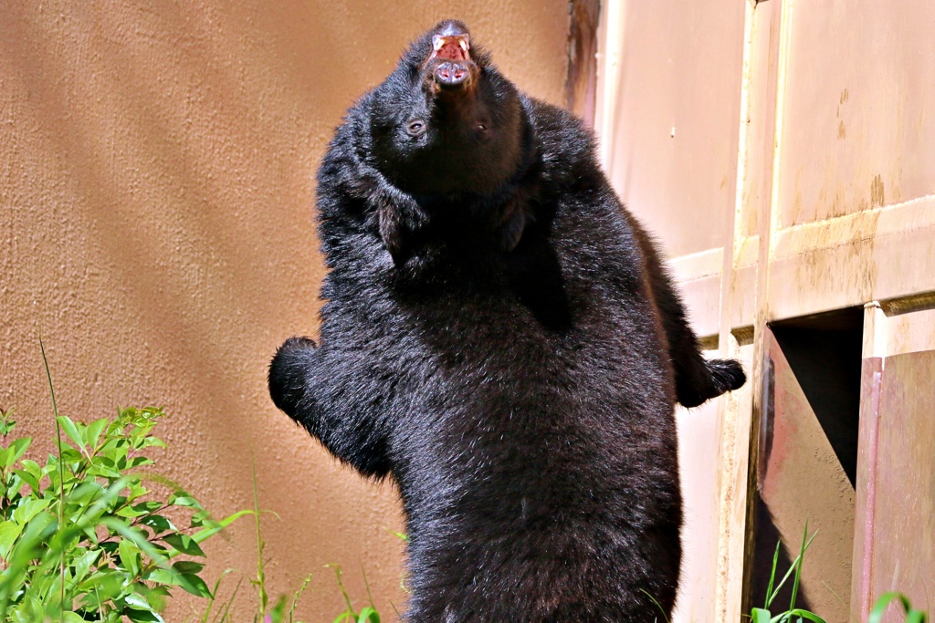 クマバウワー