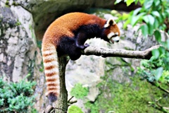 意外に長いレッサーパンダ