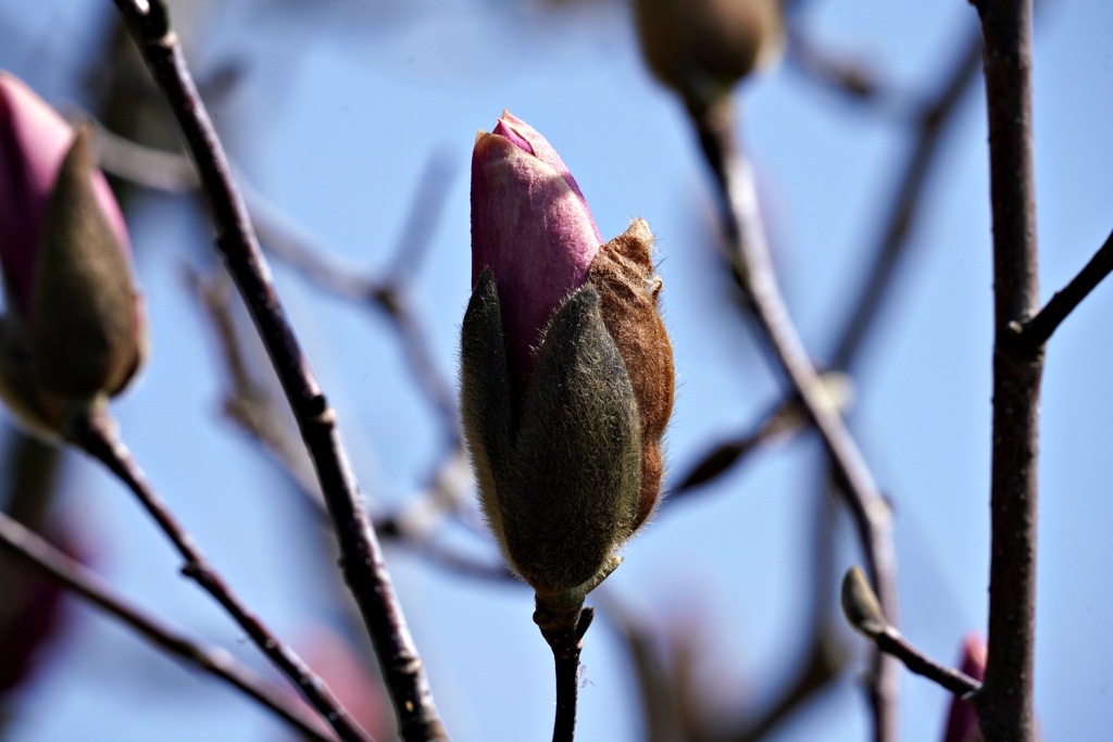 芽生え