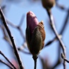芽生え