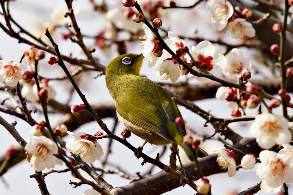 今年最初のウメジロー