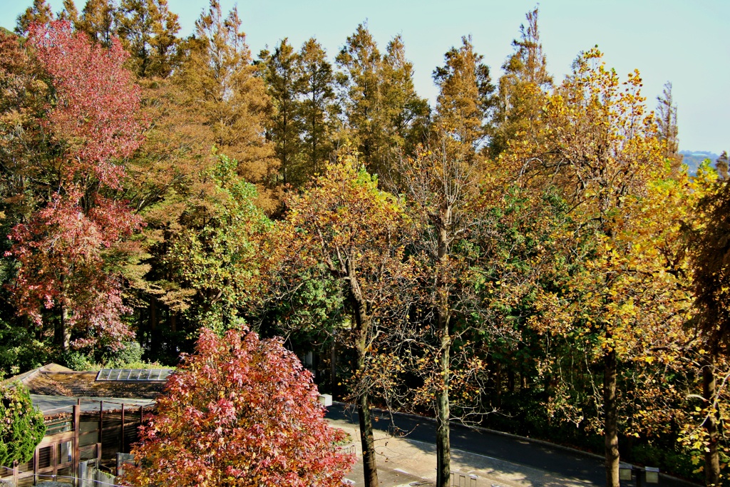 動物園内の紅葉
